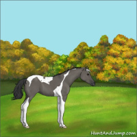Horse Color:Grullo Tobiano