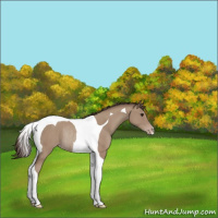 Horse Color:Classic Champagne Tobiano Rabicano