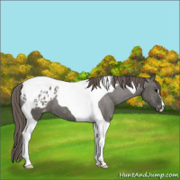 Horse Color:Grullo Tobiano Appaloosa