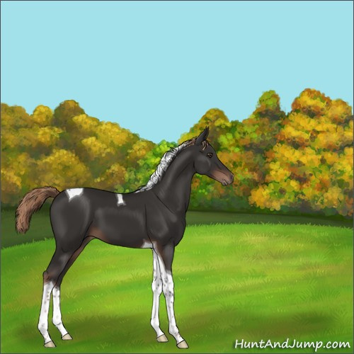 Horse Color:Liver Chestnut Tobiano