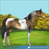 Horse Color:Buckskin Tobiano 