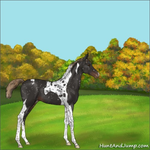 Horse Color:Liver Chestnut Tobiano Appaloosa 