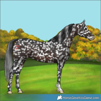 Horse Color:Brown Appaloosa