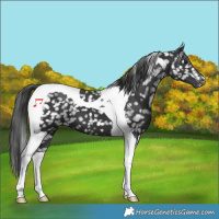 Horse Color:Black Tobiano Appaloosa 