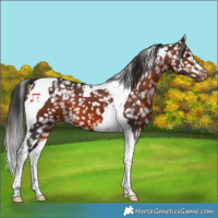 Horse Color:Brown Tobiano Snowflake Varnish