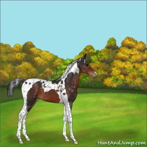 Horse Color:Brown Tobiano Appaloosa 