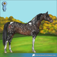 Horse Color:Brown Tobiano Snowflake Varnish 