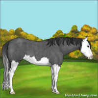 Horse Color:Blue Roan Splash 