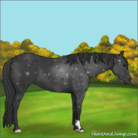 Horse Color:Black 