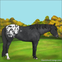 Horse Color:Black Appaloosa