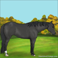 Horse Color:Black 