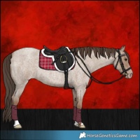 Horse Color:Classic Champagne Roan 