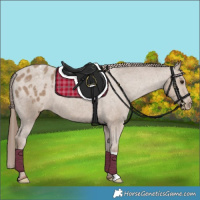Horse Color:Classic Champagne Appaloosa 