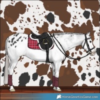 Horse Color:White Spotted Black Splash Appaloosa 