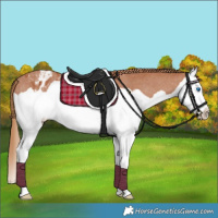 Horse Color:Chestnut Splash Appaloosa