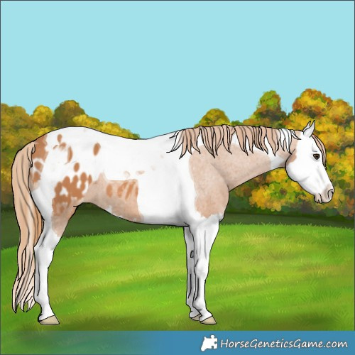 Horse Color:Chestnut Splash Tobiano Appaloosa 