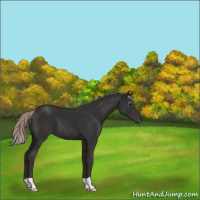 Horse Color:Gray Silver Black 