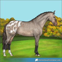Horse Color:Bay Dun Appaloosa Brindle 