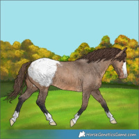 Horse Color:Bay Dun Appaloosa Brindle 