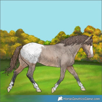 Horse Color:Bay Dun Appaloosa Brindle 