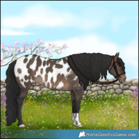 Horse Color:Brown Dun Appaloosa Brindle 