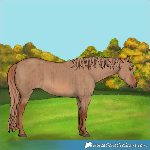 Horse Color:Red Dun Brindle 