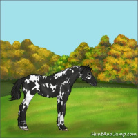 Horse Color:Gray White Spotted Smoky Black 
