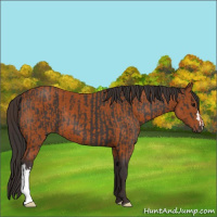 Horse Color:Smoky Black  and Buckskin 