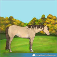 Horse Color:Amber Cream Champagne Dun 