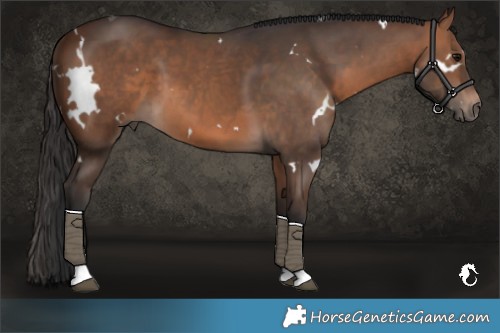 Horse Color:White Spotted Brown Tobiano 