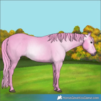 Horse Color:Gray Watercolor Black Rabicano 
