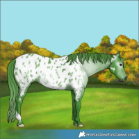 Horse Color:Gray Watercolor Black Appaloosa 