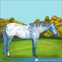 Horse Color:Gray Watercolor Black Appaloosa Rabicano