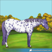 Horse Color:Watercolor Black Appaloosa Rabicano