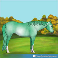 Horse Color:Gray Watercolor Black Rabicano 