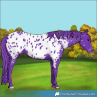 Horse Color:Watercolor Black Appaloosa 