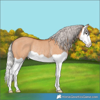 Horse Color:Silver Bay Dun Splash Rabicano 