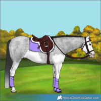 Horse Color:Blue Roan Splash 