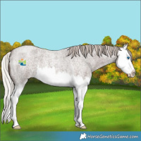 Horse Color:Silver Blue Roan Splash 