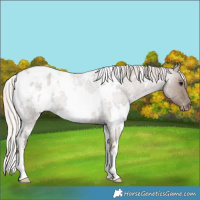 Horse Color:White Spotted Silver Grullo Roan Appaloosa 
