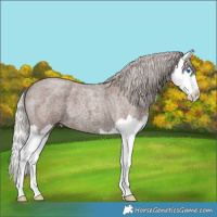 Horse Color:Silver Blue Roan Splash