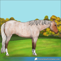 Horse Color:Silver Bay Roan 