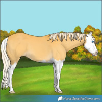 Horse Color:Palomino Splash
