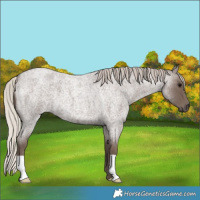 Horse Color:Silver Blue Roan 