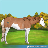 Horse Color:Chestnut Splash Rabicano 