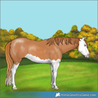 Horse Color:Chestnut Splash 