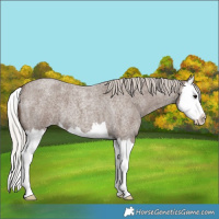 Horse Color:Silver Blue Roan Splash
