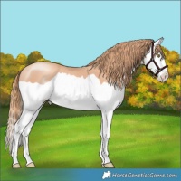 Horse Color:Gold Champagne Splash 