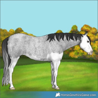 Horse Color:Blue Roan Splash 