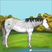 Horse Color:Blue Roan Splash 